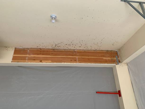 Best Basement Mold Removal  in Park City, MT